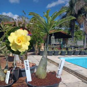 0109 06 Rosa do Deserto Ultimate Yellow