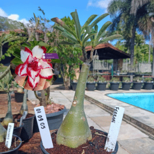 0109 05 Rosa do Deserto Ferrari