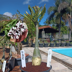 0109 02 Rosa do Deserto Lilac