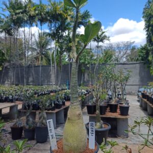 0209 31 Big Amor de Mãe