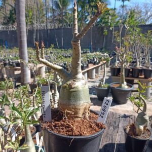 0209 52 Rosa do Deserto Ferrari Caudex