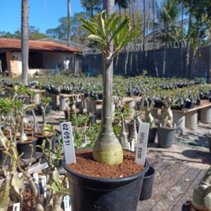 0209 51 Rosa do Deserto Arya Roxa