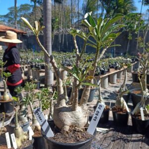 0209 49 Rosa do Deserto Ferrari