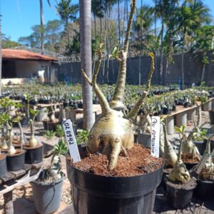 0209 42 Rosa do Deserto Ceu Estrelado