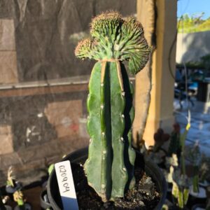 0209 04 Mertilocacto geometrans cristata