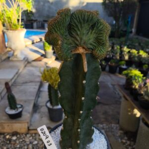 0209 02 Mertilocacto geometrans cristata