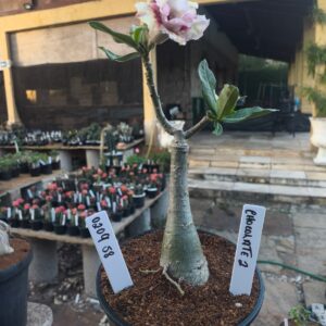 0209 58 Rosa do Deserto Chocolate 2