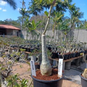 0309 07 Rosa do Deserto Crepusculo