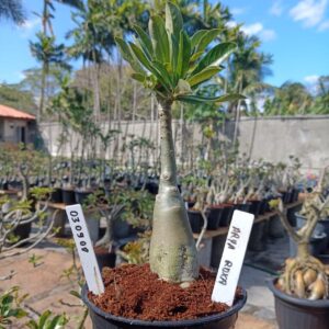 0309 08 Rosa do Deserto Arya Roxa