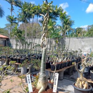 0309 10 Rosa do Deserto Double Medusa