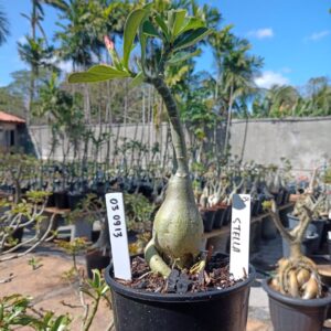 0309 13 Rosa do Deserto Stella