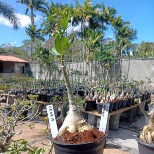 0309 15 Rosa do Deserto Monique