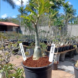 0309 16 Rosa do Deserto Chibi Maruko