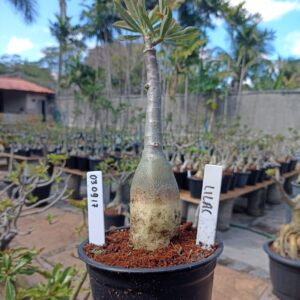 0309 17 Rosa do Deserto Lilac