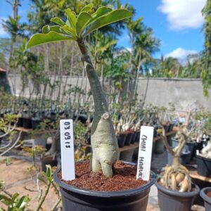 0309 18 Rosa do Deserto Chibi Maruko