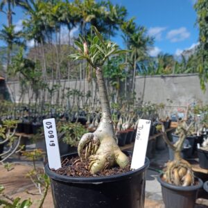 0309 19 Rosa do Deserto Dubai