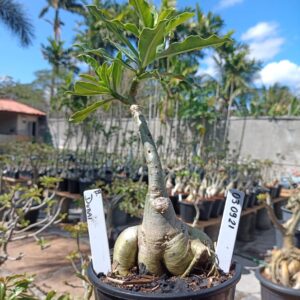 0309 21 Rosa do Deserto Dubai