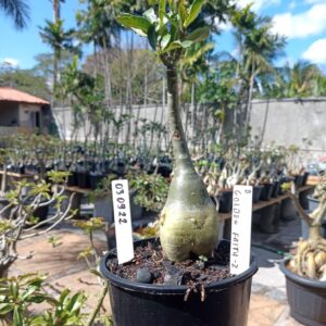 0309 22 Rosa do Deserto Golden Faith 2