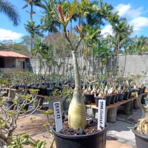 0309 23 Rosa do Deserto Star Cluster 2