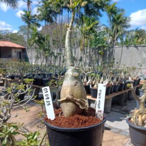 0309 25 Rosa do Deserto Xique-Xique