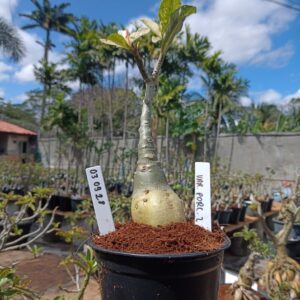 0309 28 Rosa do Deserto Variegata Porcelana 2