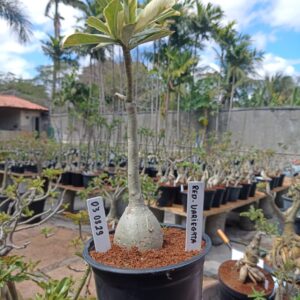 0309 29 Rosa do Deserto Red Variegata