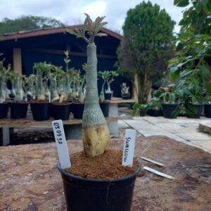 0309 32 Rosa do Deserto Swallow