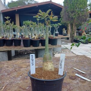 0309 33 Rosa do Deserto Jayanti