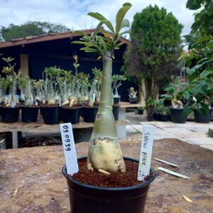 0309 39 Rosa do Deserto Snow Pink