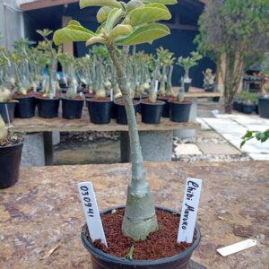 0309 41 Rosa do Deserto Chibi Maruko