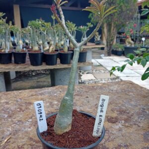 0309 42 Rosa do Deserto Buque Estrelado