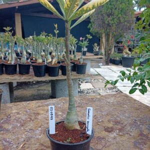 0309 43 Rosa do Deserto Somalense Variegata