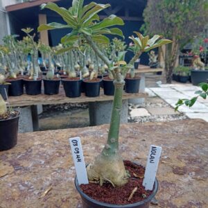 0309 44 Rosa do Deserto Nolan