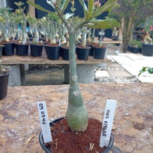 0309 46 Rosa do Deserto Cone Flower