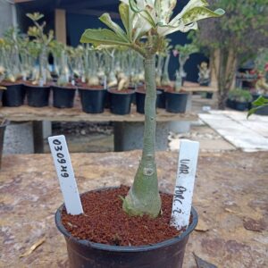 0309 49 Rosa do Deserto Variegata Porcelana 2