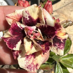 Pré Venda - Rosa do Deserto Galáxia