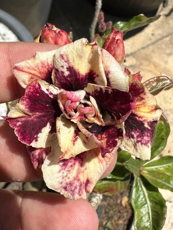Pré Venda - Rosa do Deserto Galáxia