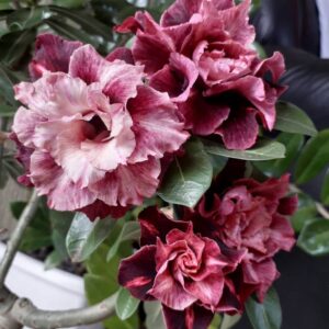Pré Venda - Rosa do Deserto JA 42