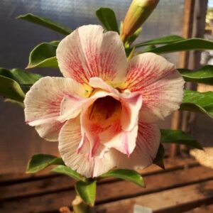 Pré Venda - Rosa do Deserto Lm 23