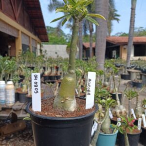 0409 05 Rosa do Deserto Aurora