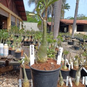 0409 09 Rosa do Deserto Ferrari