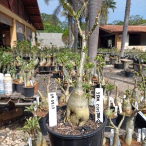 0409 17 Rosa do Deserto Star Cluster 2
