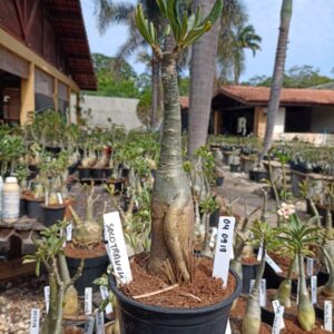 0409 19 Rosa do Deserto Socotranum