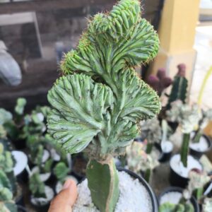 Mertilocacto Geometrizans Cristata