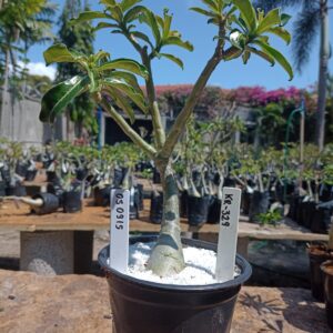 0509 15 Rosa do Deserto KR-329