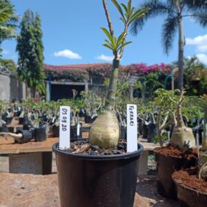 0509 20 Rosa do Deserto Ferrari