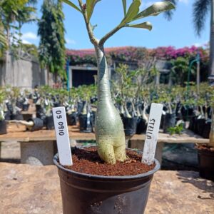 0509 10 Rosa do Deserto Stella