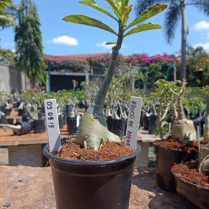 0509 19 Rosa do Deserto Floco de Neve