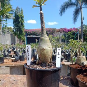 0509 18 Rosa do Deserto Viuva Negra