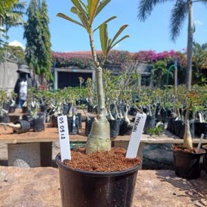 0509 12 Rosa do Deserto Ferrari